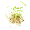 Close view of Sproutman Organic Beans + Greens Sprouting Seed blend