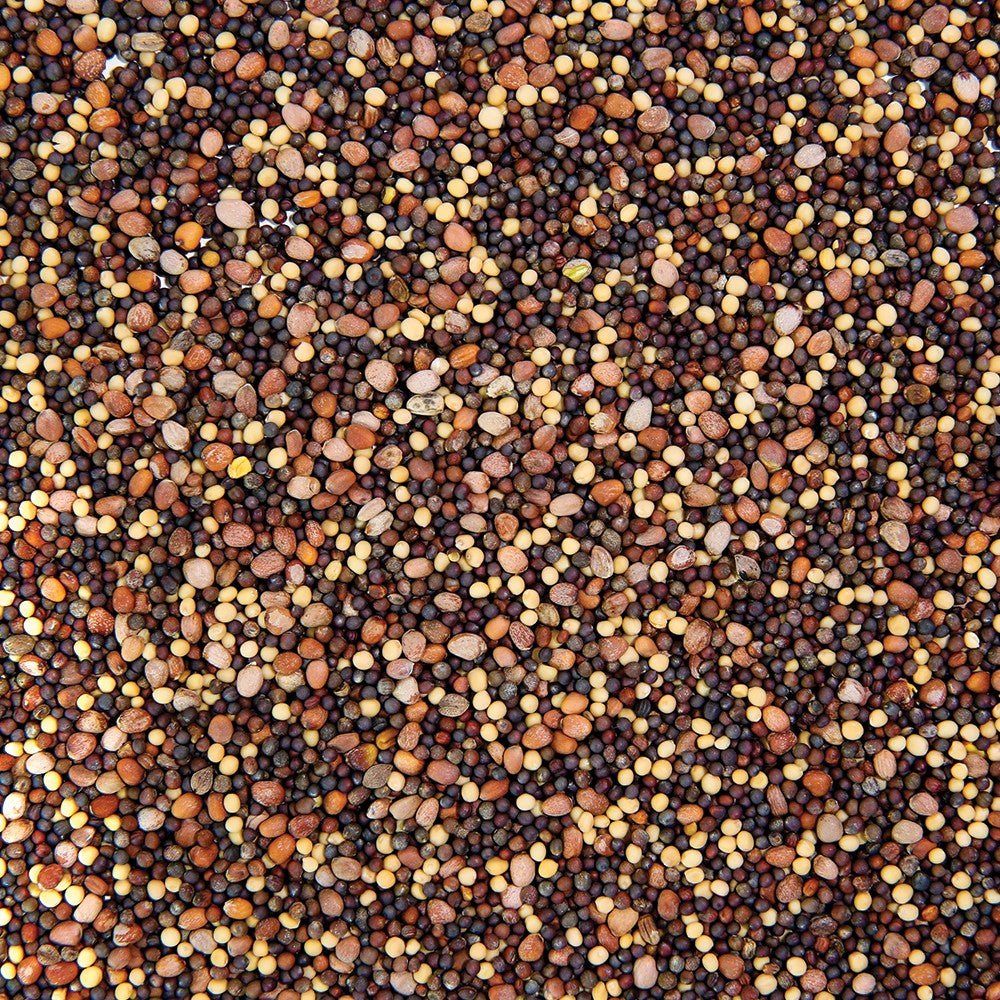 Organic Broccoli Blend Sprouting Seed by Sproutman, product image 3