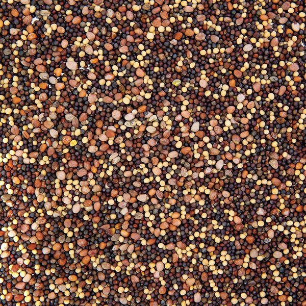 Organic Broccoli Blend Sprouting Seed by Sproutman, product image 3