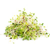 Organic Broccoli Sprouting Seed from Sproutman, close-up product view