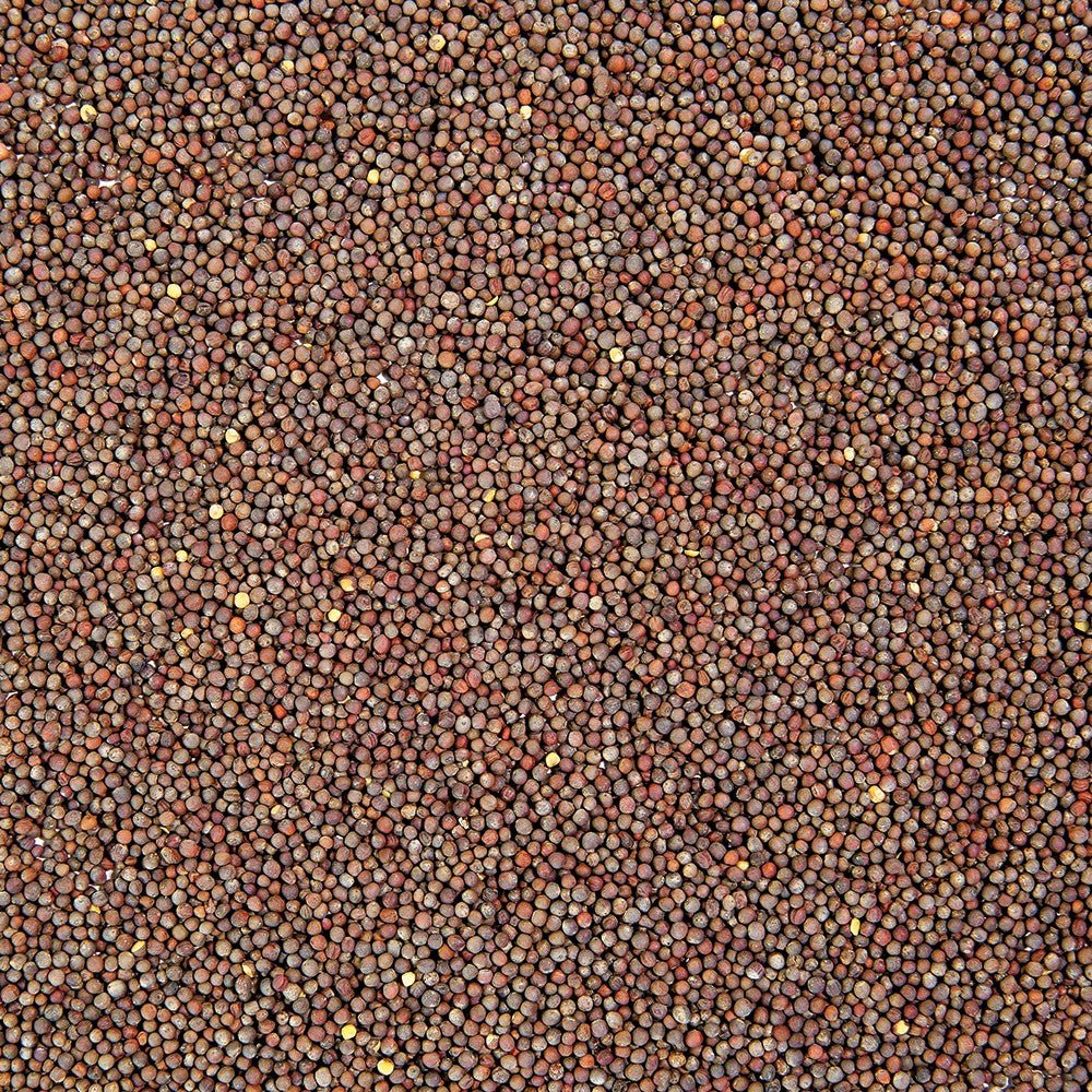 Sproutman Organic Broccoli Sprouting Seed shown for home sprouting