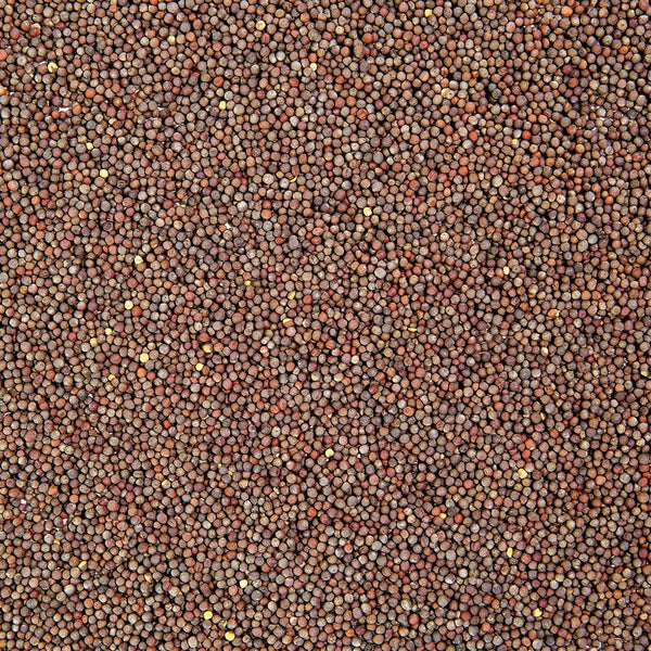 Sproutman Organic Broccoli Sprouting Seed shown for home sprouting