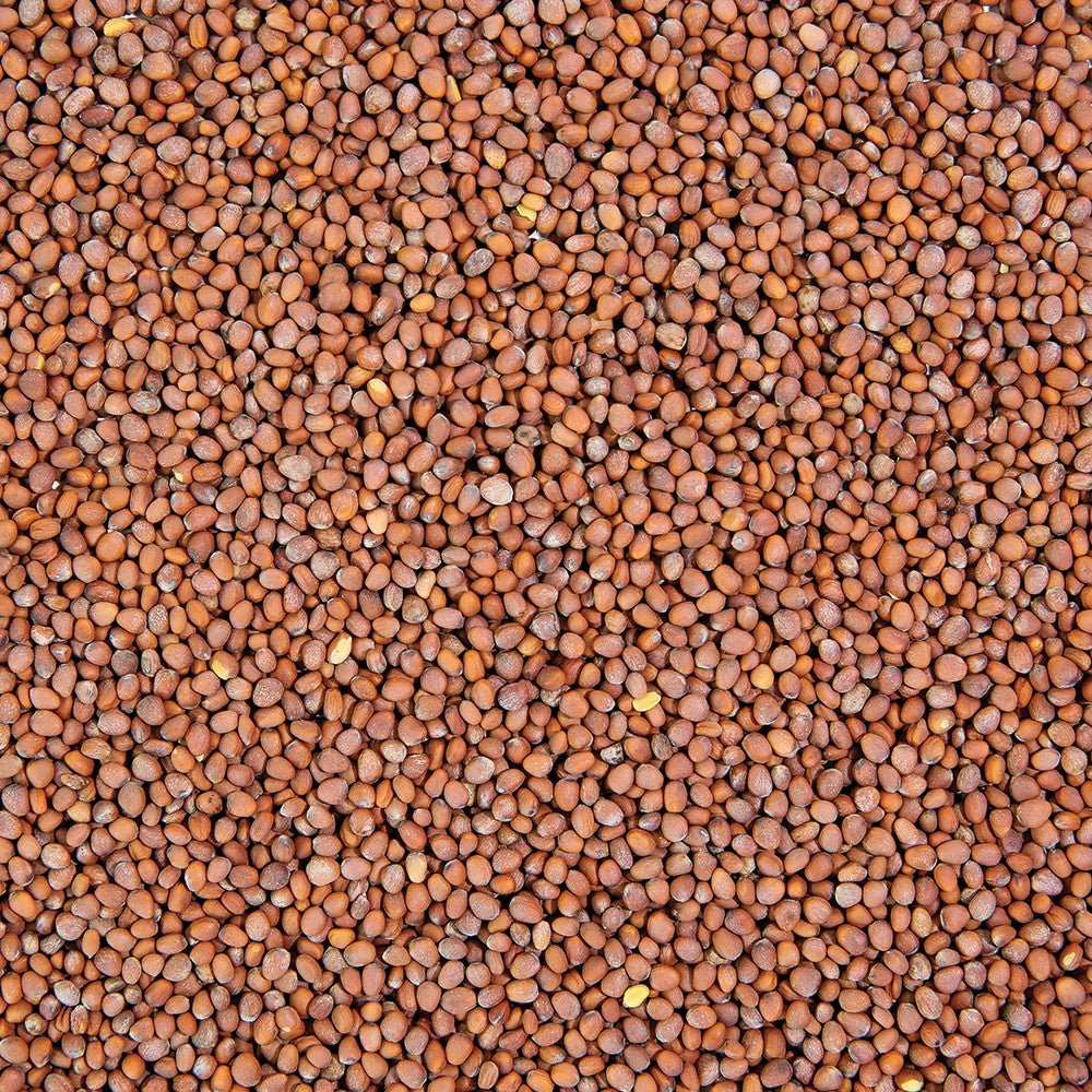 Organic Radish Sprouting Seed from Sproutman, additional product view