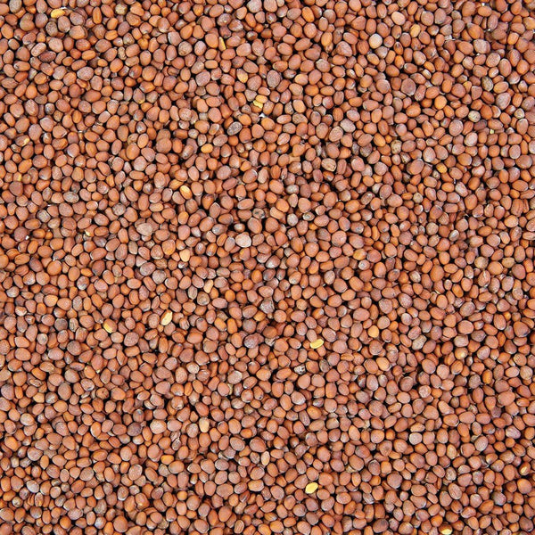 Organic Radish Sprouting Seed from Sproutman, additional product view