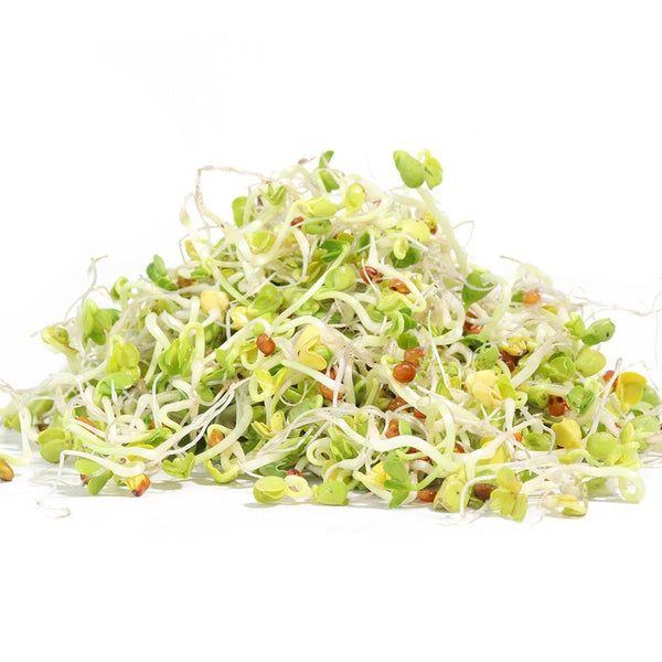Organic Radish Sprouting Seed from Sproutman, close-up product view