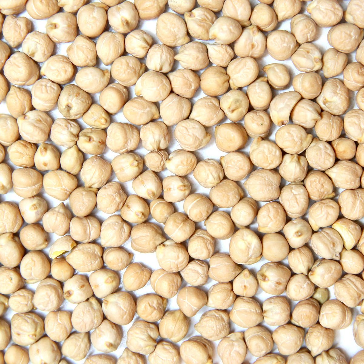 Organic garbanzo bean sprouting seed, Sproutman sprouting seed for home growing