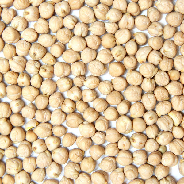 Organic garbanzo bean sprouting seed, Sproutman sprouting seed for home growing
