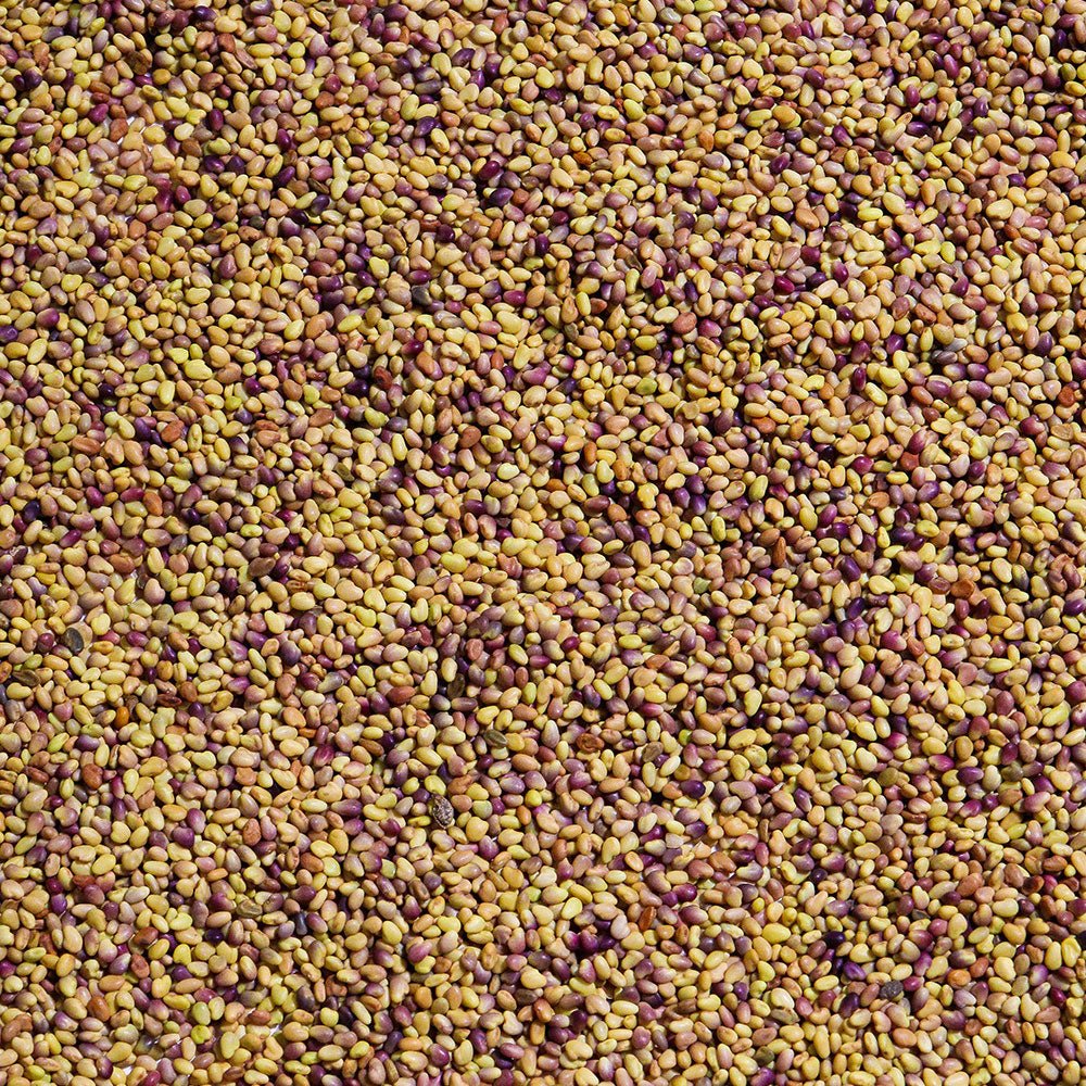 Organic Red Clover Sprouting Seed from Sproutman, product detail