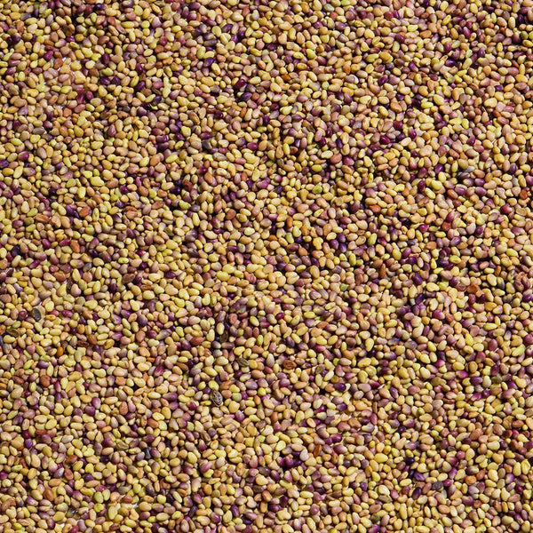 Organic Red Clover Sprouting Seed from Sproutman, product detail