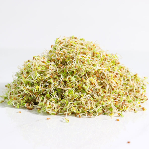 Organic Red Clover Sprouting Seed from Sproutman, another angle of the product