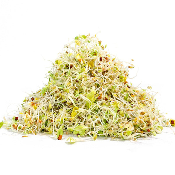 Organic Salad Mix Sprouting Seed from Sproutman, product image 4