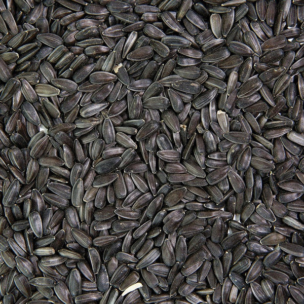 Organic Sunflower Sprouting Seed from Sproutman, product detail image