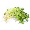 Organic Sunflower Sprouting Seed from Sproutman, sprouting seed for growing sunflower greens at home
