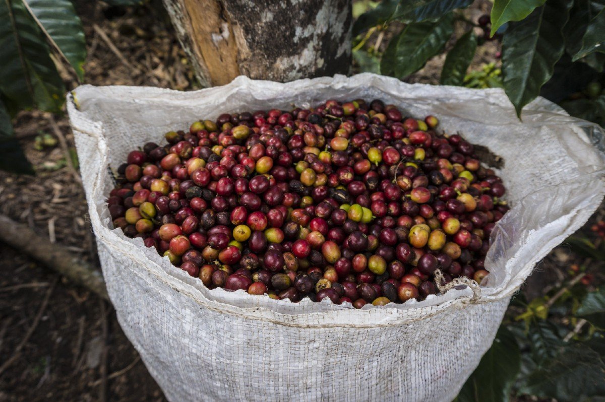 Peru Cecanor: Regenerative Organic & Bird Friendly milk chocolate with hazelnuts and cashews. Fair Trade, supports women in coffee & eco-friendly practices. Shop now & indulge consciously!