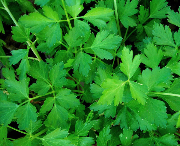 Fresh dark green Italian flat leaf parsley plant with lush, deeply coloured leaves