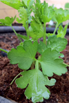 Seattle Seed Company Italian flat leaf parsley seeds — Oregon farm-original variety