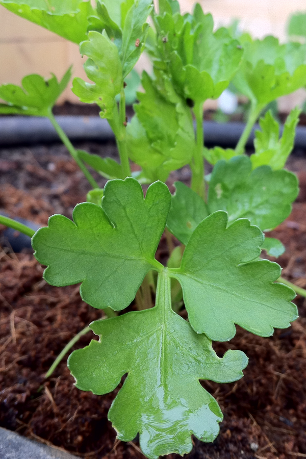 Seattle Seed Company Italian flat leaf parsley seeds — Oregon farm-original variety