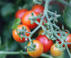 Ripe Peacevine cherry tomatoes on the vine – small red 1-inch tomatoes high in Vitamin C, grown from Seattle Seed Company seeds