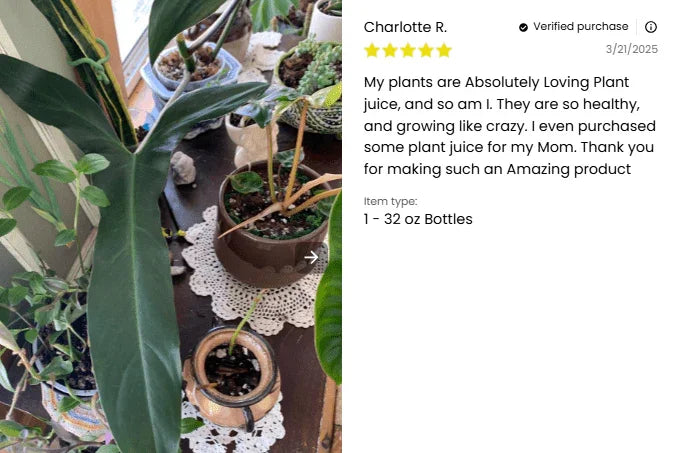 Potted plants on a table with a product review displayed on the right.