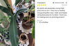 Potted plants on a table with a product review displayed on the right.