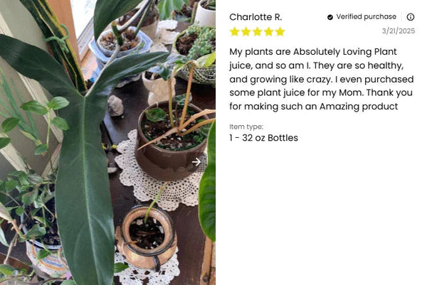 Potted plants on a table with a product review displayed on the right.