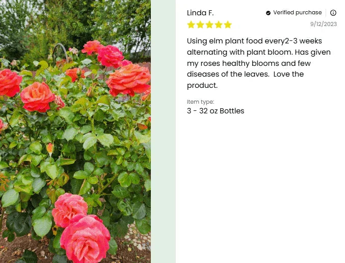 Pink roses with a product review on a white background