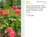 Pink roses with a product review on a white background