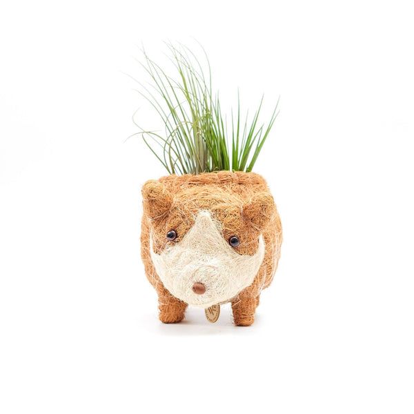 Plush rhino planter with air plants on a white background