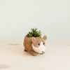 Hedgehog-shaped planter with a succulent on a light background