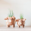 Two cow-shaped planters with grass on a light surface and white background