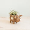 Pig-shaped plant pot with an air plant on a light background