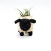 Baby Sheep Planter - Coco Coir Pots | LIKHÂ