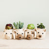 Bear head planter by LIKHÂ styled on a shelf as a sustainable home décor accent piece