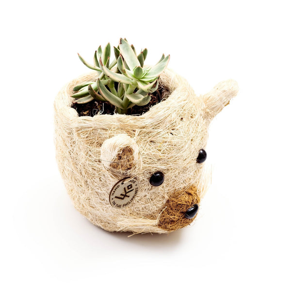 Small plant pot shaped like a bear with a succulent on a white background