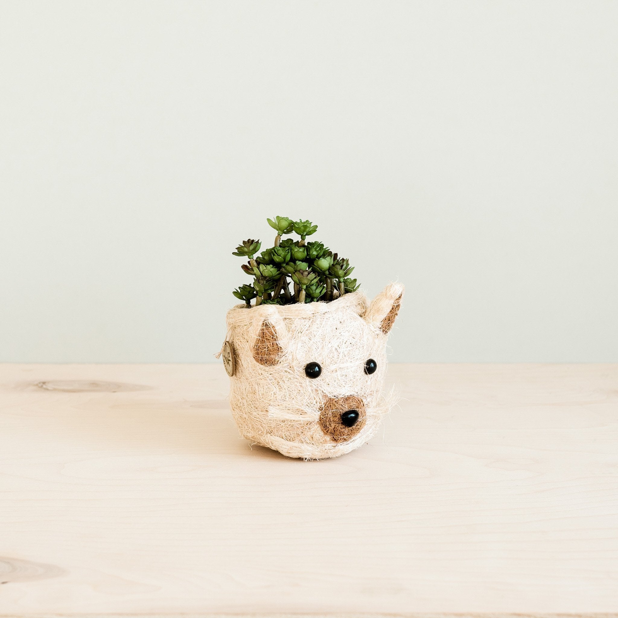 Plant pot shaped like a bear face on a light wooden surface with a neutral background