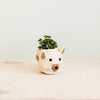 Plant pot shaped like a bear face on a light wooden surface with a neutral background