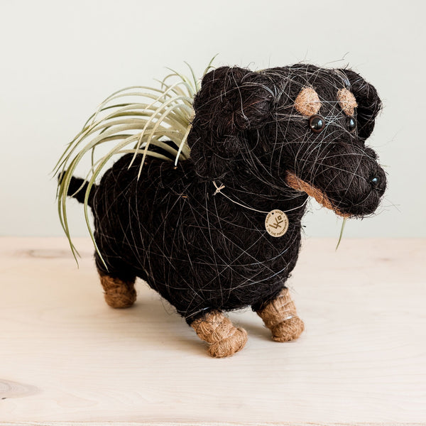 Dog-shaped planter with air plant on a light wooden surface