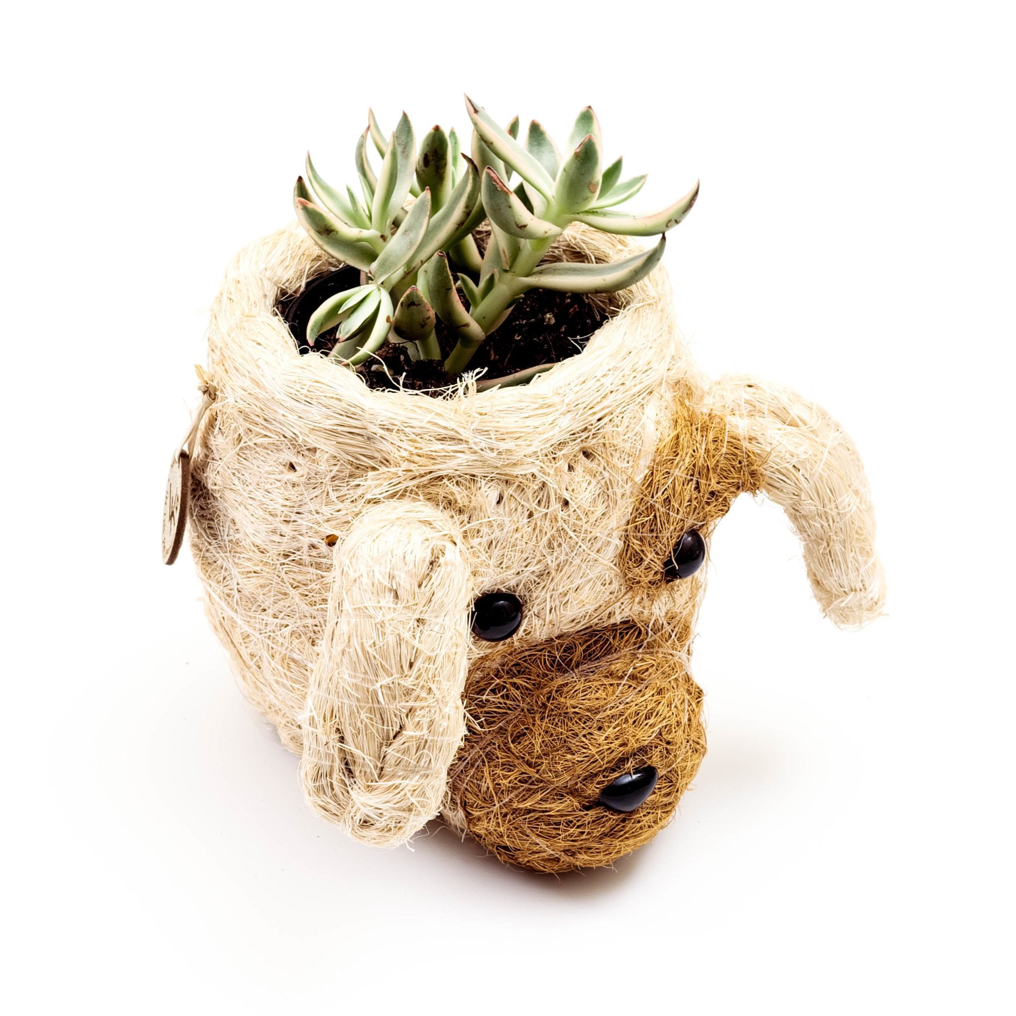 Dog-shaped planter with succulents on a white background