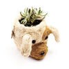 Dog-shaped planter with succulents on a white background