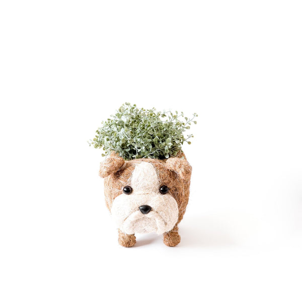 English Bulldog Planter - Coco Coir Pots | LIKHÂ