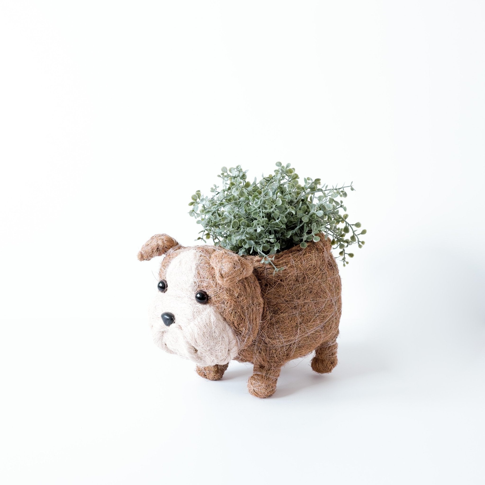 English Bulldog Planter - Coco Coir Pots | LIKHÂ