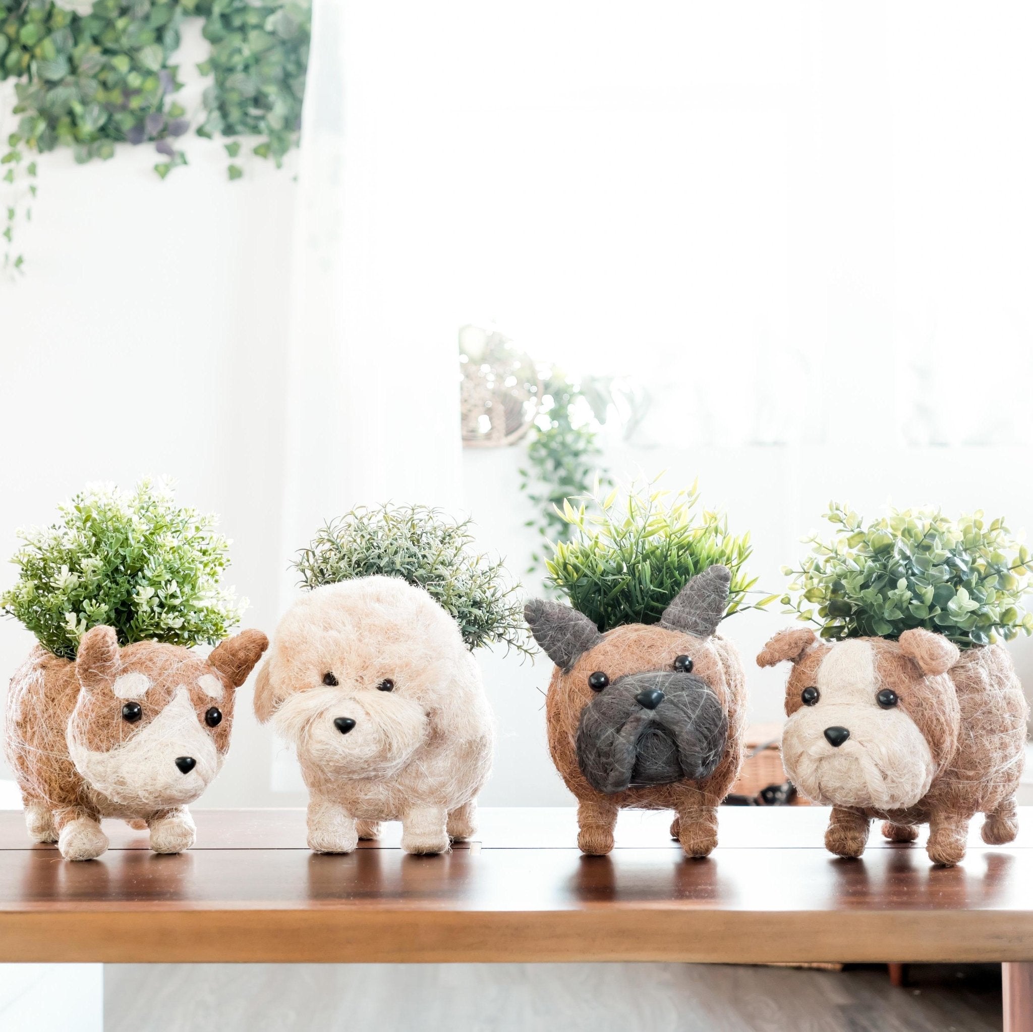 English Bulldog Planter - Coco Coir Pots | LIKHÂ