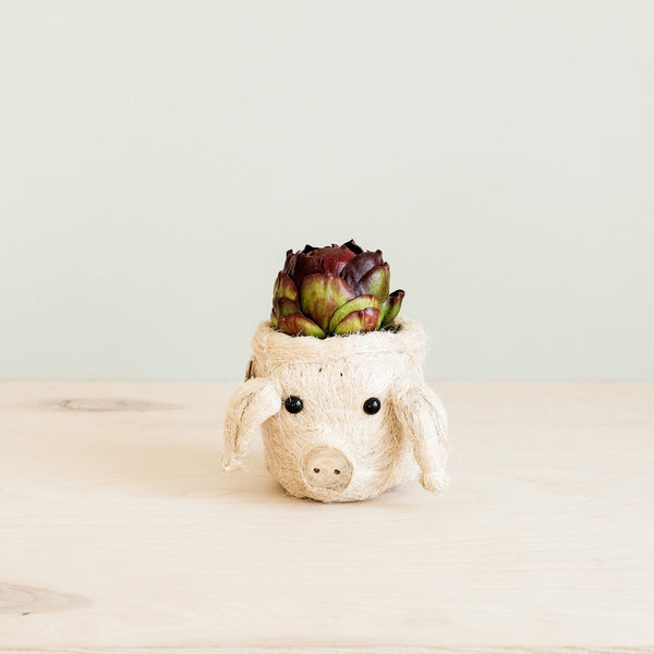 Ceramic pig planter with a succulent on a light background