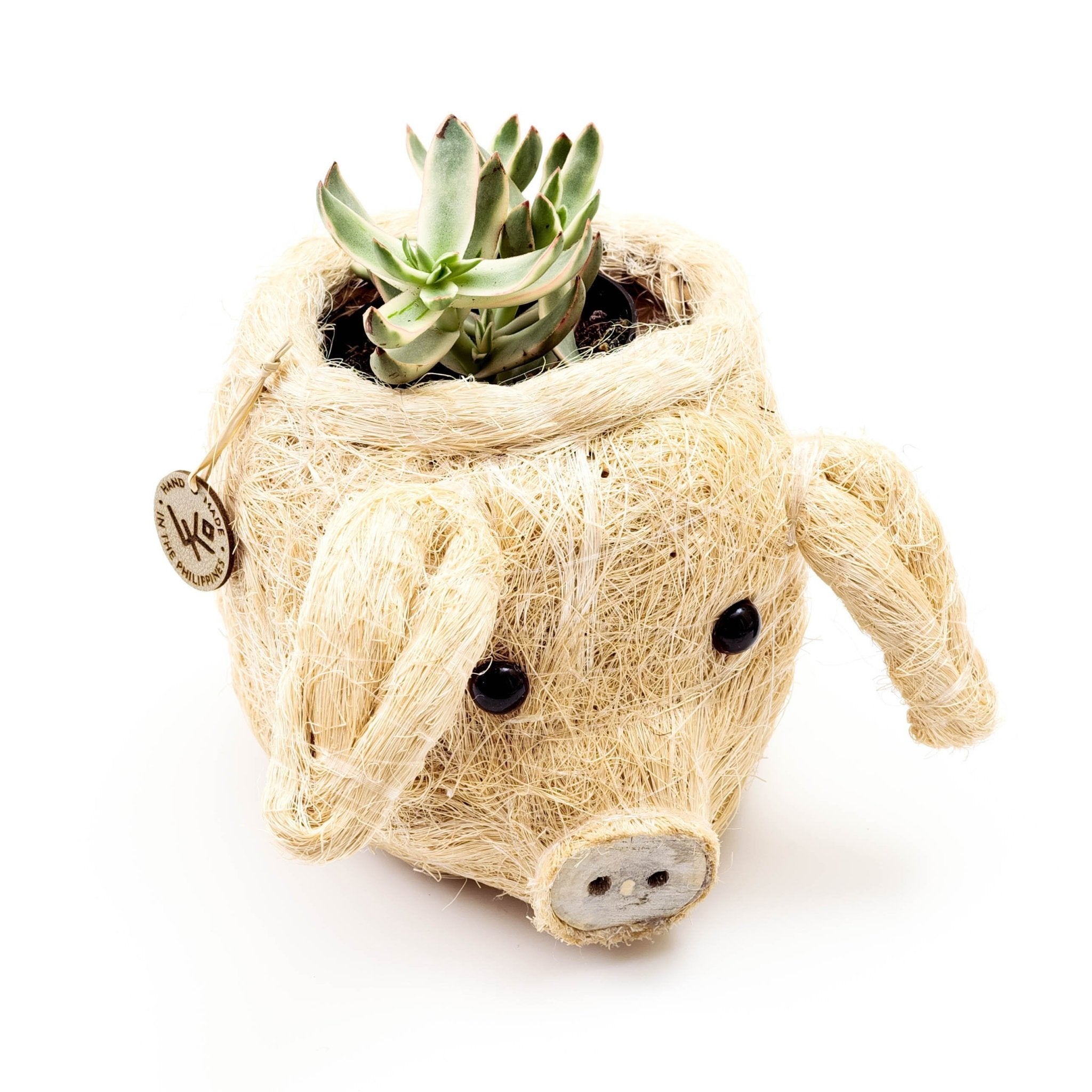Pig-shaped planter with succulent on a white background