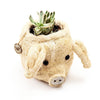 Pig-shaped planter with succulent on a white background