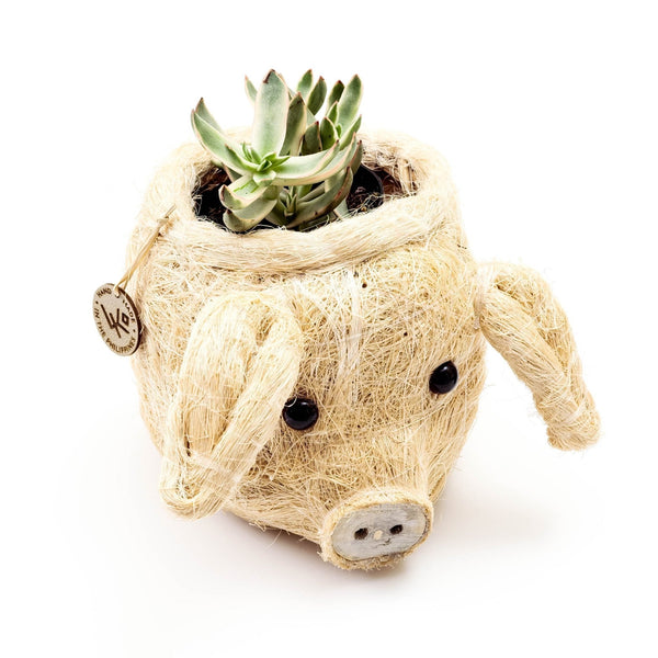 Pig-shaped planter with succulent on a white background