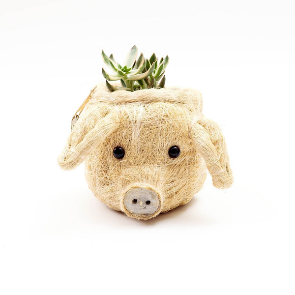 Pig Plant Pot - Animal Head Plant Pot | LIKHÂ