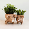 LIKHÂ pig plant pot made from sustainable coconut coir, shown with a small indoor plant