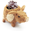 Pig-shaped planter with a succulent on a white background