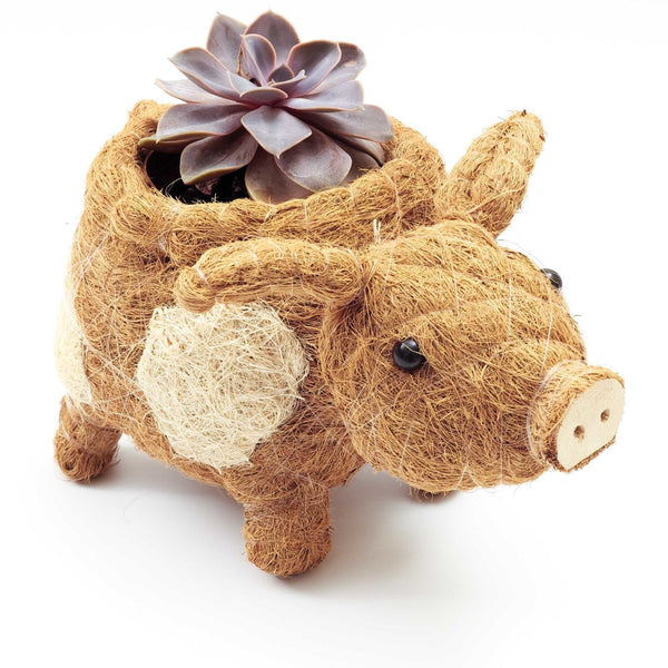 Pig-shaped planter with a succulent on a white background